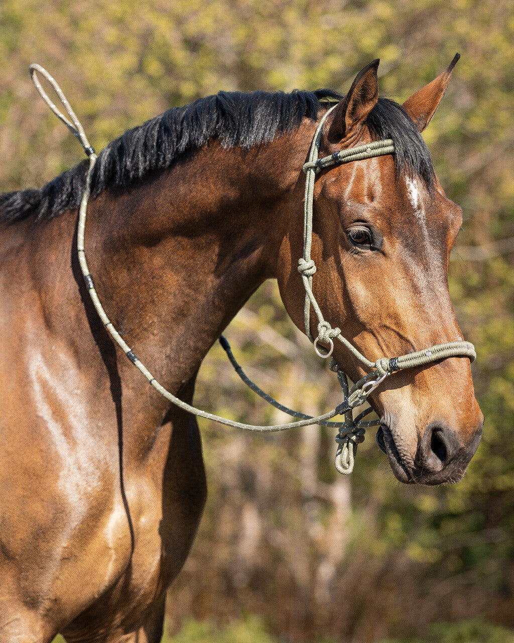 Rope halterset /bridle multi functional
