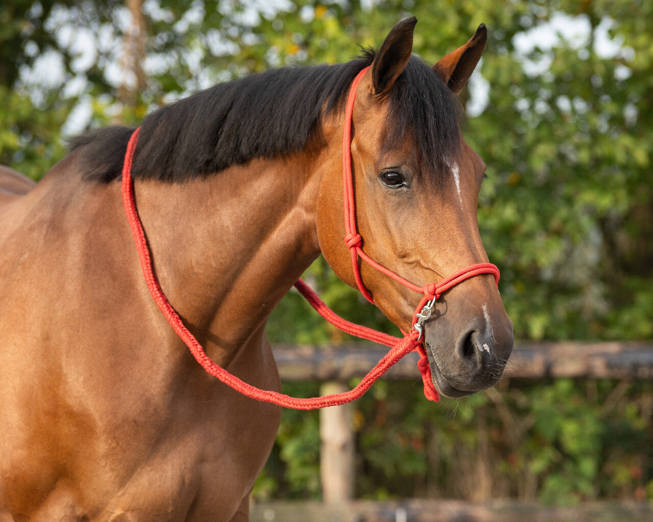 NEW - Rope halter with reins